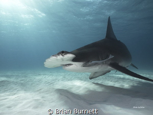 Great Hammerheads Bimini - Bahamas  Expedition with Epic ... by Brian Burnett 